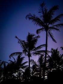 Palm trees at dusk by Ro Mokka