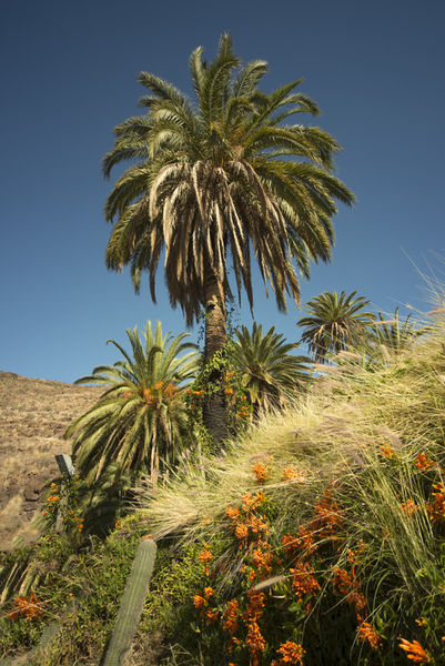 Tropical-palm