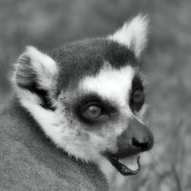Katta in black and white von kattobello