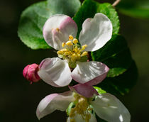 Apfelbaumblüte von Ronald Nickel