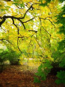 Curtain of yellow and green leaves. by Ro Mokka
