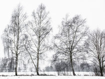 Winter birches - Europareservat Unterer Inn by Chris Berger