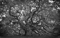 Angel Oak  by O.L.Sanders Photography