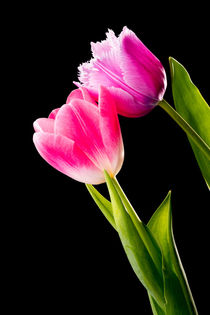 Pink and Red Tulips on Black Background von maxal-tamor
