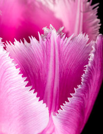 Pink Fringed Tulip on Black Background von maxal-tamor