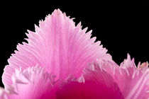 Pink Fringed Tulip on Black Background by maxal-tamor