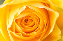 Macro of Yellow Rose von maxal-tamor