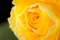 Macro of Yellow Rose by maxal-tamor