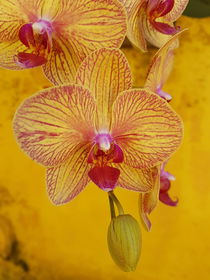 All yellow: orchid on yellow rustic wall  by Ro Mokka