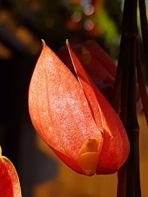 Close up of Indian Clock Vine flower bud by Ro Mokka