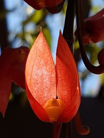 Close up of Indian clock vine flower bud by Ro Mokka