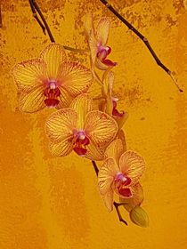 All yellow: orchid flowers on yellow wall von Ro Mokka
