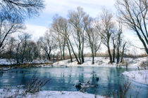 Winter Trees  Close to the Dnieper River von maxal-tamor