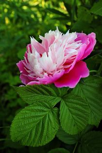 Pink peony in the summer garden by Yuri Hope