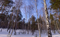Winter. Forest. Birch by mnwind