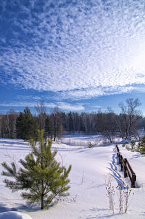 Winter. Field. Pine by mnwind