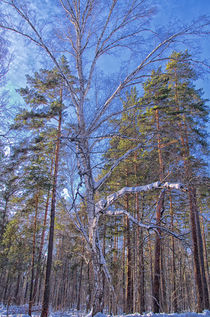 Winter. Forest. Birch by mnwind