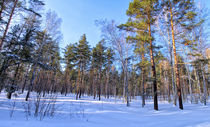 Winter. Forest. Shadow by mnwind