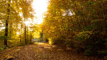 Die Sonne im goldenen Herbst von Ronald Nickel