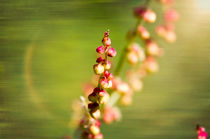 Red Rumex Acetosella by maxal-tamor