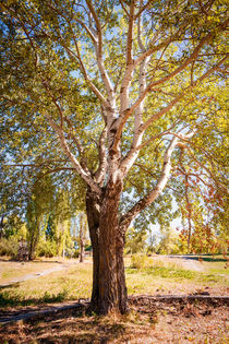 Big White Poplar in the Park von maxal-tamor