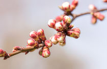 Apricot Tree Buds by maxal-tamor