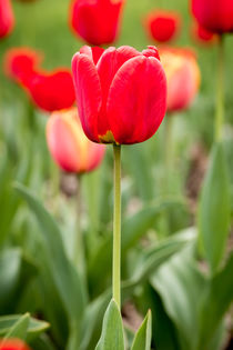 Red Tulip von maxal-tamor