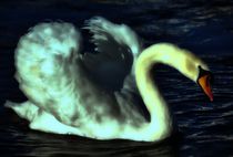 Swan in the Night von kattobello