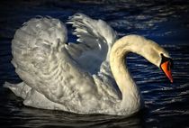 Swan in the Mid Night von kattobello