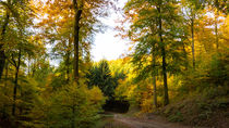 Der Herbst im bunten Mischwald von Ronald Nickel