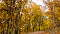 Goldener Herbst im Eichenwald von Ronald Nickel