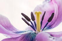 Stamens and Pistil of a Pink Fringed Tulip by maxal-tamor