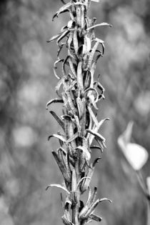 Dry Oenothera Biennis by maxal-tamor