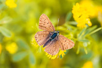 Brown Butterfly von maxal-tamor
