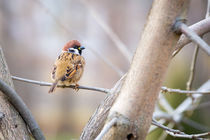Eurasian Tree Sparrow on the Branch by maxal-tamor