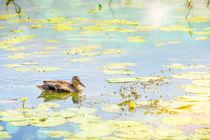 Female Duck Swimming von maxal-tamor