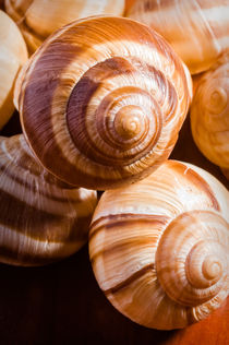 Snail Shells by maxal-tamor