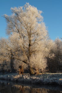 Winterbaum von Frank  Kimpfel