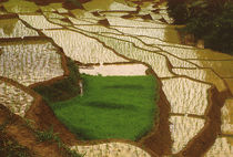Reisfelder by Karlheinz Milde