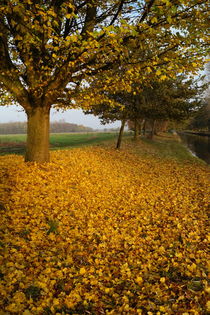 Herbst am Niederrhein by Frank  Kimpfel