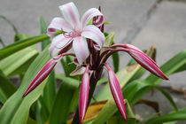 Crinum hybrid native to the Seychelles by stephiii
