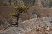 Mitten auf den Felspyramiden des Bryce Canyon von Andrea Potratz