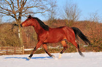 Winterpferd by Dorothee Rund