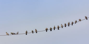 Pigeons-on-a-wire