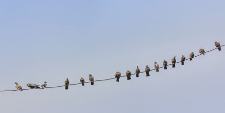 Pigeons-on-a-wire