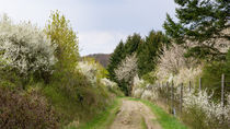 Blühender Schlehdorn und blühende Vogelkirschbäume am Waldrand by Ronald Nickel