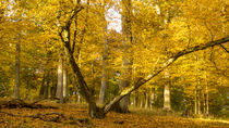 Goldener Herbst im Oktober von Ronald Nickel