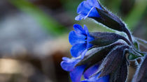 Die blauen Blüten des Lungenkrauts by Ronald Nickel