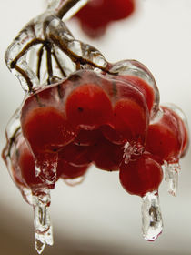 for dessert - Iced Berry - geeistes Beerendessert von Chris Berger
