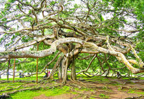 Ficus Benjamini - The Kissing Tree by Sylvia Seibl
